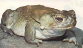 This Colorado River toad is no prince charming.