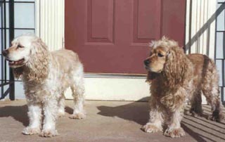 Pups outside the condo