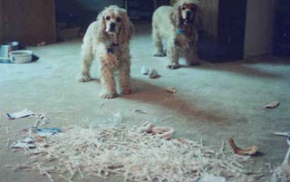 Oh, we weren't supposed to open the megapack of Q-Tips?