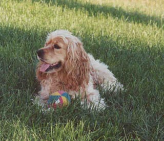 Majestic Shadow protecting her ball